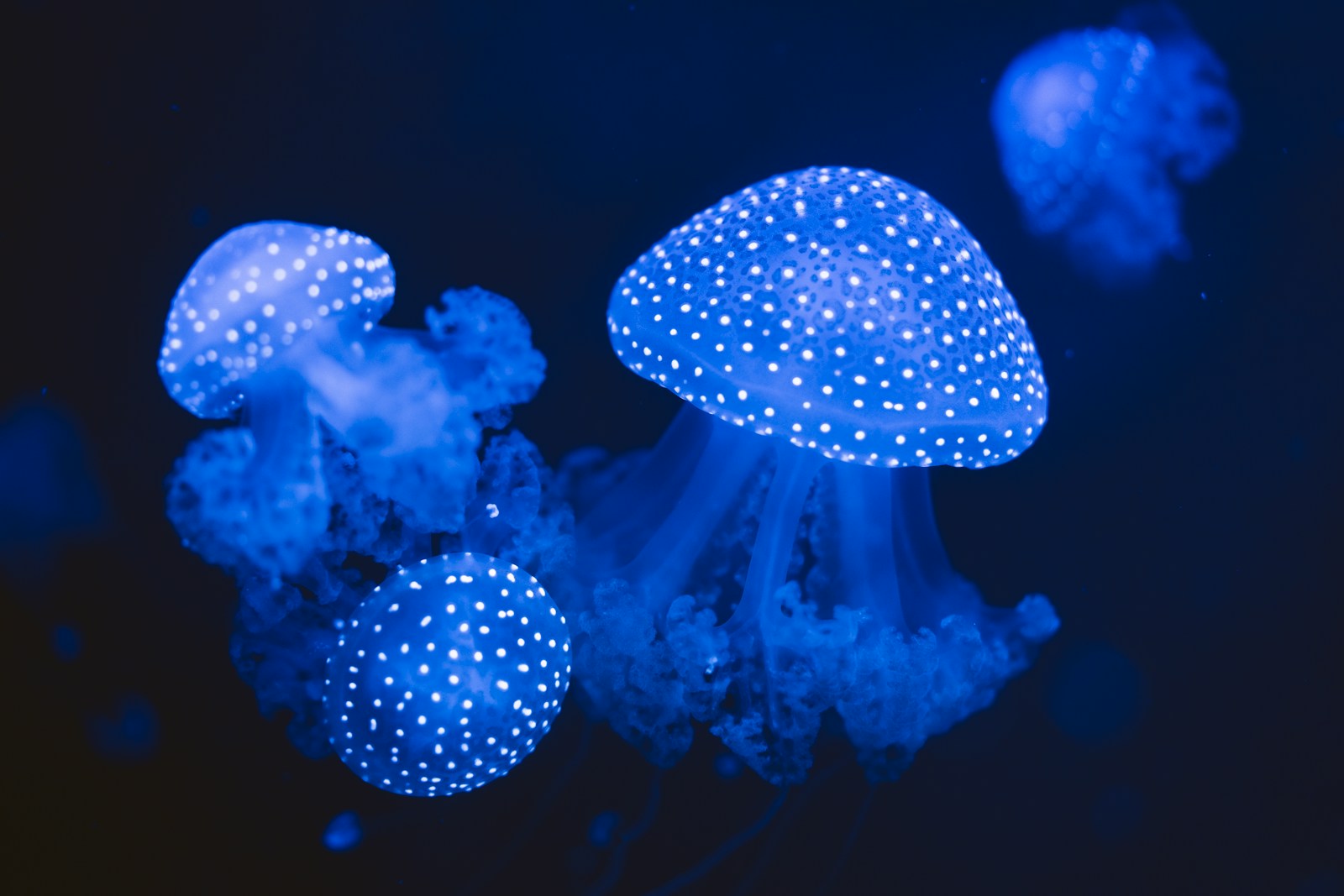 Several glowing jellyfish float in dark blue water.